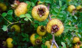 刺梨吃瓜的热量,揭秘低热量美食新风尚