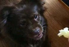 吃瓜的狗豆瓣,吃瓜狗视角下的豆瓣风云录