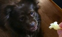 吃瓜的狗豆瓣,吃瓜狗视角下的豆瓣风云录