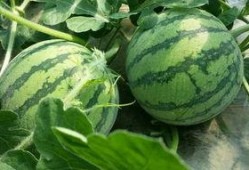 桥上吃瓜,夏日吃瓜趣事