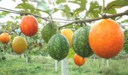 吃吊瓜文案,解锁夏日清新口感新秘籍