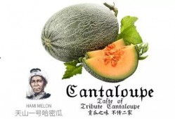 吃瓜one号,吃瓜one号背后的故事与影响力