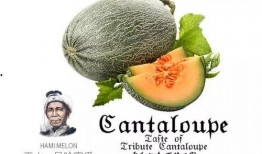 吃瓜one号,吃瓜one号背后的故事与影响力