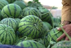 看大瓜吃瓜网,看大瓜吃瓜网带你领略明星幕后故事