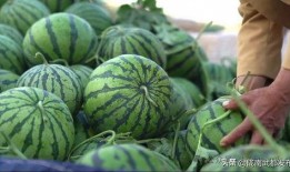 看大瓜吃瓜网,看大瓜吃瓜网带你领略明星幕后故事