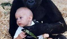 大猩猩吃土瓜图片,品尝土瓜的憨态可掬