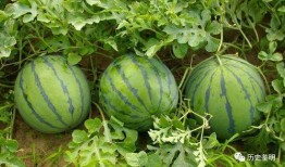 甜柯柯吃瓜,揭秘娱乐圈那些不为人知的幕后故事