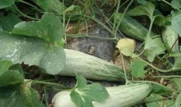 大热天吃三瓜,三瓜美食，清凉一夏！