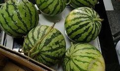 江西吃瓜热门事件,揭秘网络舆论背后的真相与反思