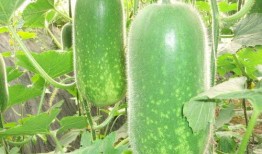 wxm吃瓜,揭秘wxm吃瓜背后的故事与真相