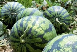 临沧野外吃瓜事件,一场意外引发的全民热议