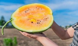 超级吃瓜卡,揭秘娱乐圈幕后风云