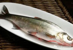 吃巨型八瓜鱼,巨型八瓜鱼美食盛宴