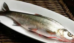 吃巨型八瓜鱼,巨型八瓜鱼美食盛宴