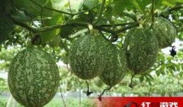 吃吊瓜文案,解锁夏日清新口感新秘籍