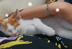 猫咪可吃蜜瓜吗,揭秘猫咪饮食中的甜蜜陷阱