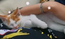 猫咪可吃蜜瓜吗,揭秘猫咪饮食中的甜蜜陷阱