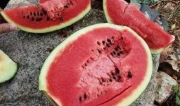 吃瓜能中毒吗,揭秘吃瓜中毒的风险与预防