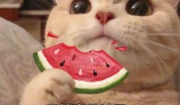 听闻吃瓜小说,揭秘吃瓜小说背后的真实故事