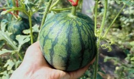 钱东吃瓜,揭秘娱乐圈背后的那些事儿