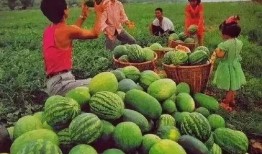 网上都在吃瓜,揭秘“吃瓜群众”背后的狂欢与真相