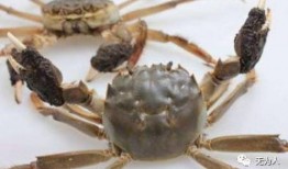 螃蟹吃瓜小舞蹈,萌动夏日欢乐时光