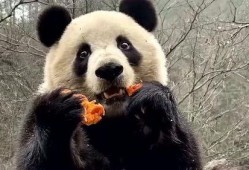 带你吃瓜解说熊猫