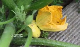 子乐吃瓜群,揭秘娱乐圈幕后故事