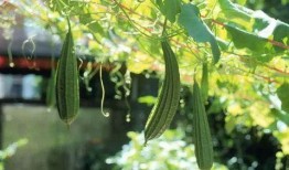 润玥爬树吃瓜,爬树摘瓜，童年的快乐时光