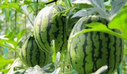 今日吃瓜群众基地,热点事件背后的真相与笑料