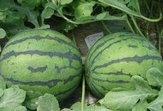 吃瓜有哪些禁忌,揭秘那些不可不知的吃瓜规矩