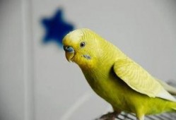 虎皮鹦鹉吃蜜瓜,虎皮鹦鹉的甜蜜美食之旅