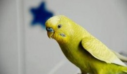 虎皮鹦鹉吃蜜瓜,虎皮鹦鹉的甜蜜美食之旅