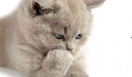 猫咪可吃蜜瓜吗,揭秘猫咪饮食中的甜蜜陷阱