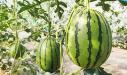 在车里吃瓜甜,甜蜜时光尽享