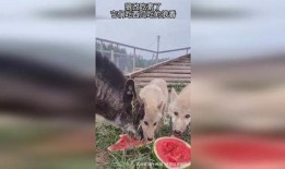 三只狼吃瓜,三只狼的瓜田奇遇记