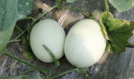 坐月子可以吃玉菇瓜吗,坐月子期间适宜食用玉菇瓜的益处与注意事项