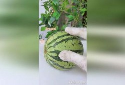 手绘珠吃瓜,一场视觉与味蕾的盛宴