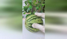 手绘珠吃瓜,一场视觉与味蕾的盛宴