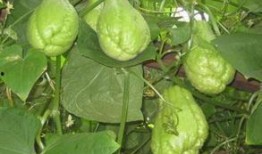 佛手瓜吃效果,养生佳品，健康生活新选择