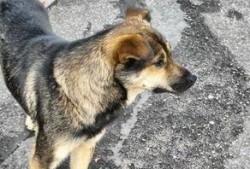 土狗吃哈密瓜,一场意外的美味邂逅