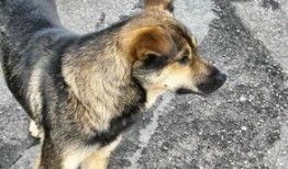 土狗吃哈密瓜,一场意外的美味邂逅