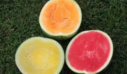 吃瓜了一天,吃瓜群众的一天