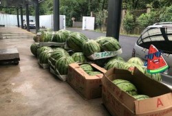 上海吃瓜路人,上海吃瓜路人的市井生活剪影