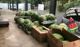 上海吃瓜路人,上海吃瓜路人的市井生活剪影