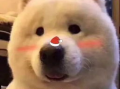 骗人的吃瓜