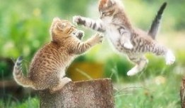 猫吃梨瓜热量,揭秘猫吃梨瓜后的热量变化