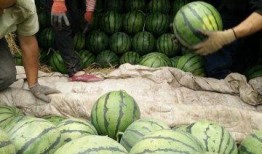 最近兰州高校吃瓜事件,校园舆论风波背后的真相与反思