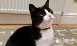 黑白猫吃瓜图片,趣味横生萌态十足