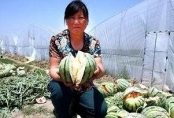 放心吃瓜部落,揭秘网络舆论场的趣味与真相